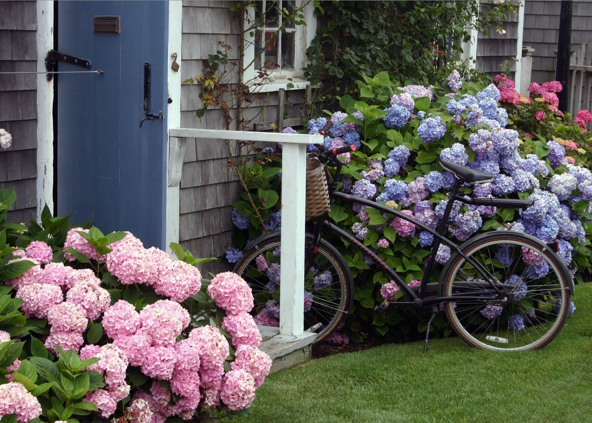 Приятного вечера! Hydrangea garden, White gardens, Beautiful gardens