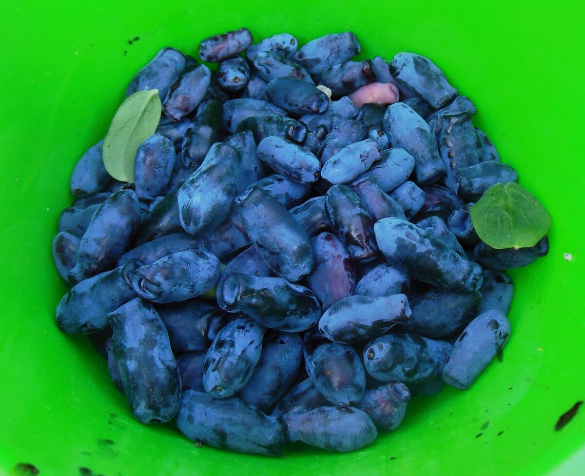 Фото автора канала. Ягодки похожи на кувшинчики