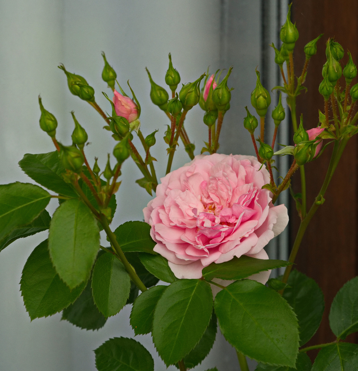 Усыпанная бутонами роза, сорт называется "Непомню". 20.06.24