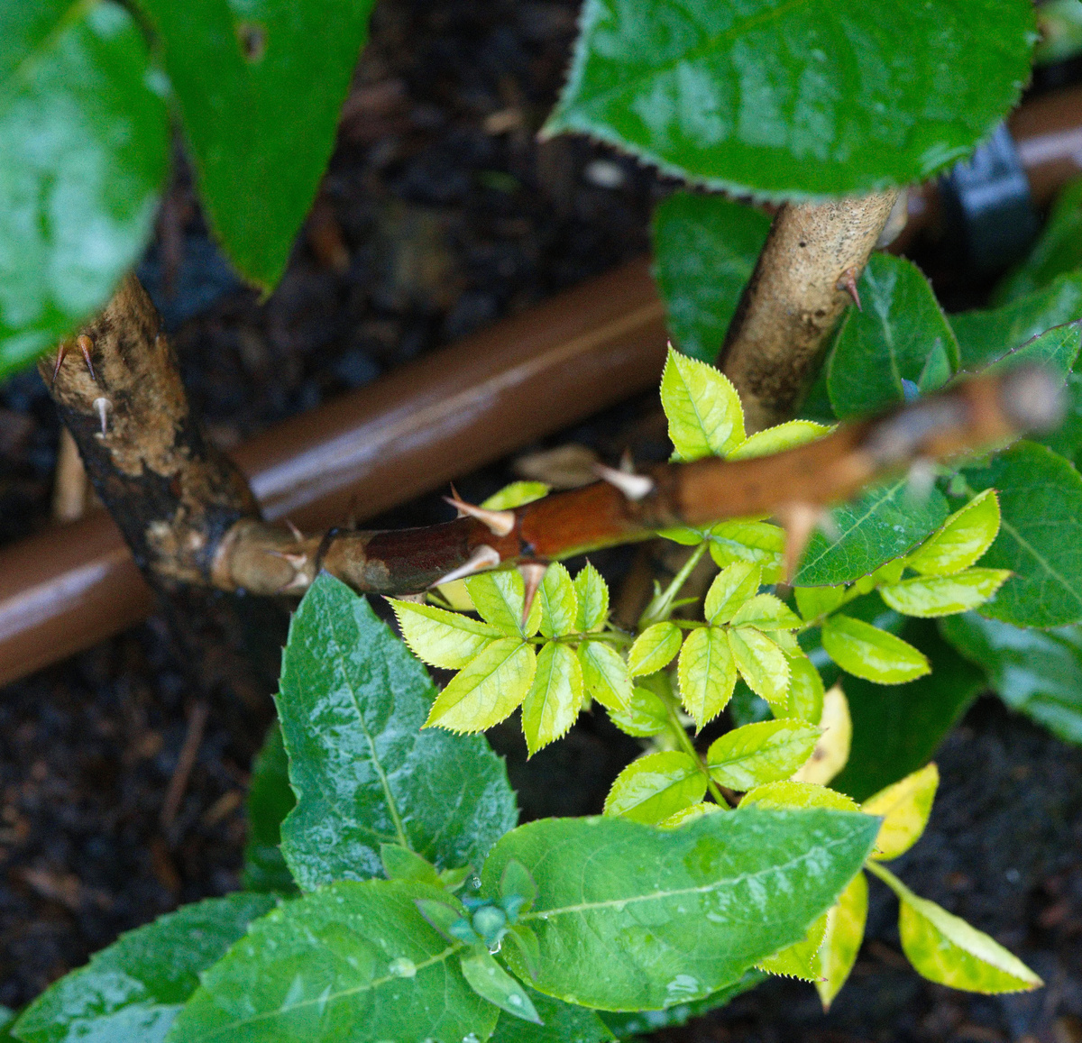 Роза еле живая. 20.06.2024