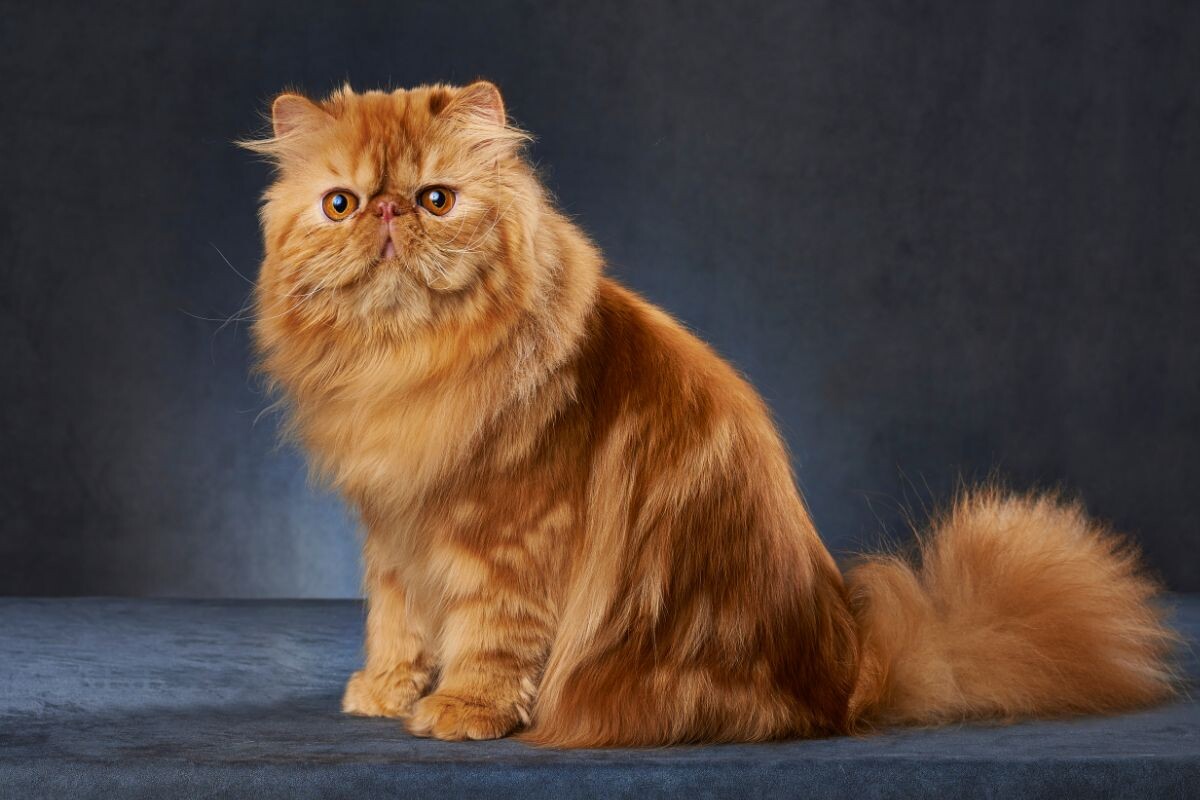 Персидская кошка