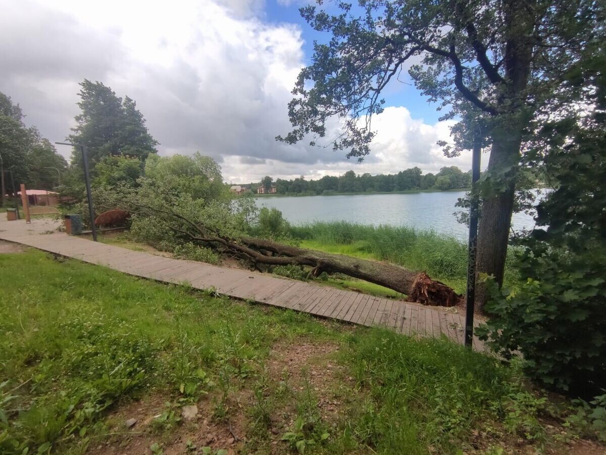    Поваленное порывом ветра дерево в Санкт-Петербурге© Фото : Комитет по благоустройству Санкт-Петербурга