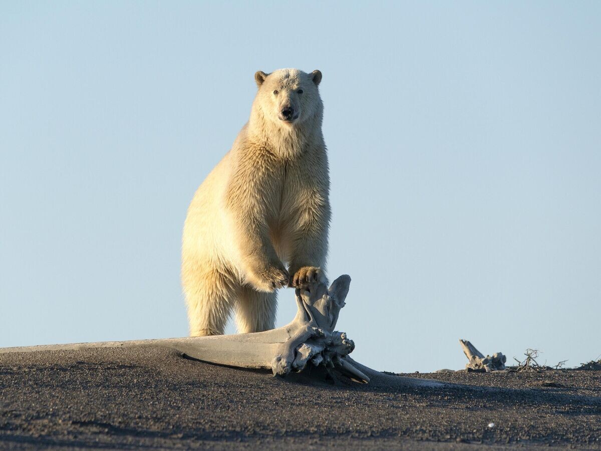    Белый медведь на побережье Восточно-Сибирского моря© РИА Новости / Максим Деминов