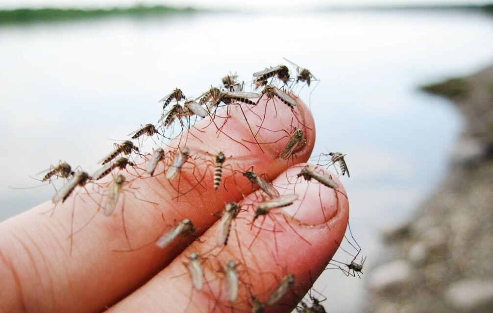 Комары – одни из самых распространенных насекомых на планете, играющие важную роль в существующих экосистемах, но также являющиеся переносчиками ряда опасных заболеваний.