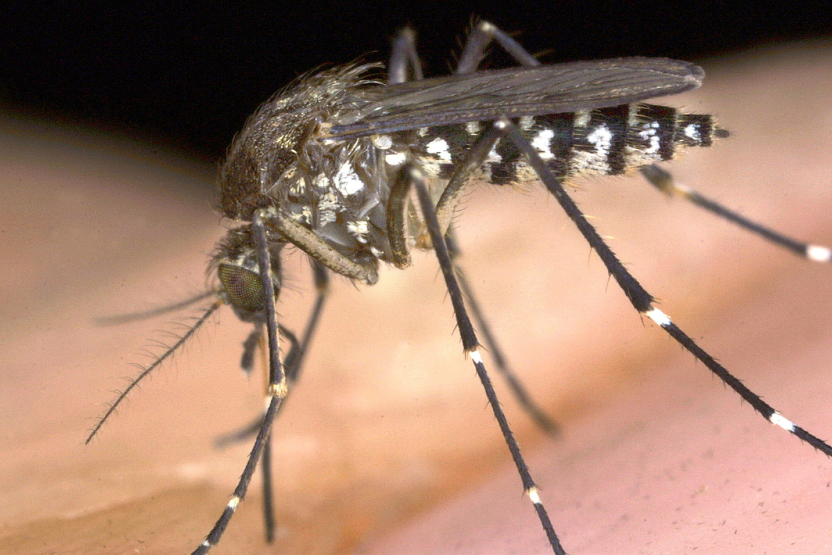 Комары – одни из самых распространенных насекомых на планете, играющие важную роль в существующих экосистемах, но также являющиеся переносчиками ряда опасных заболеваний.-2