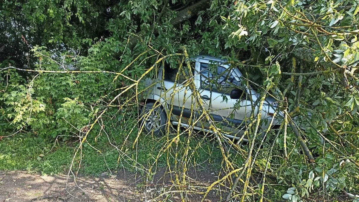 Рекламные щиты и деревья падали на автомобили. Фото: Анна Скудаева / 1MI