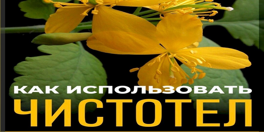 Чистотел - защитник сада и огорода от болезней и вредителей: как правильно применять чистотел для борьбы с вредителями и болезнями растений