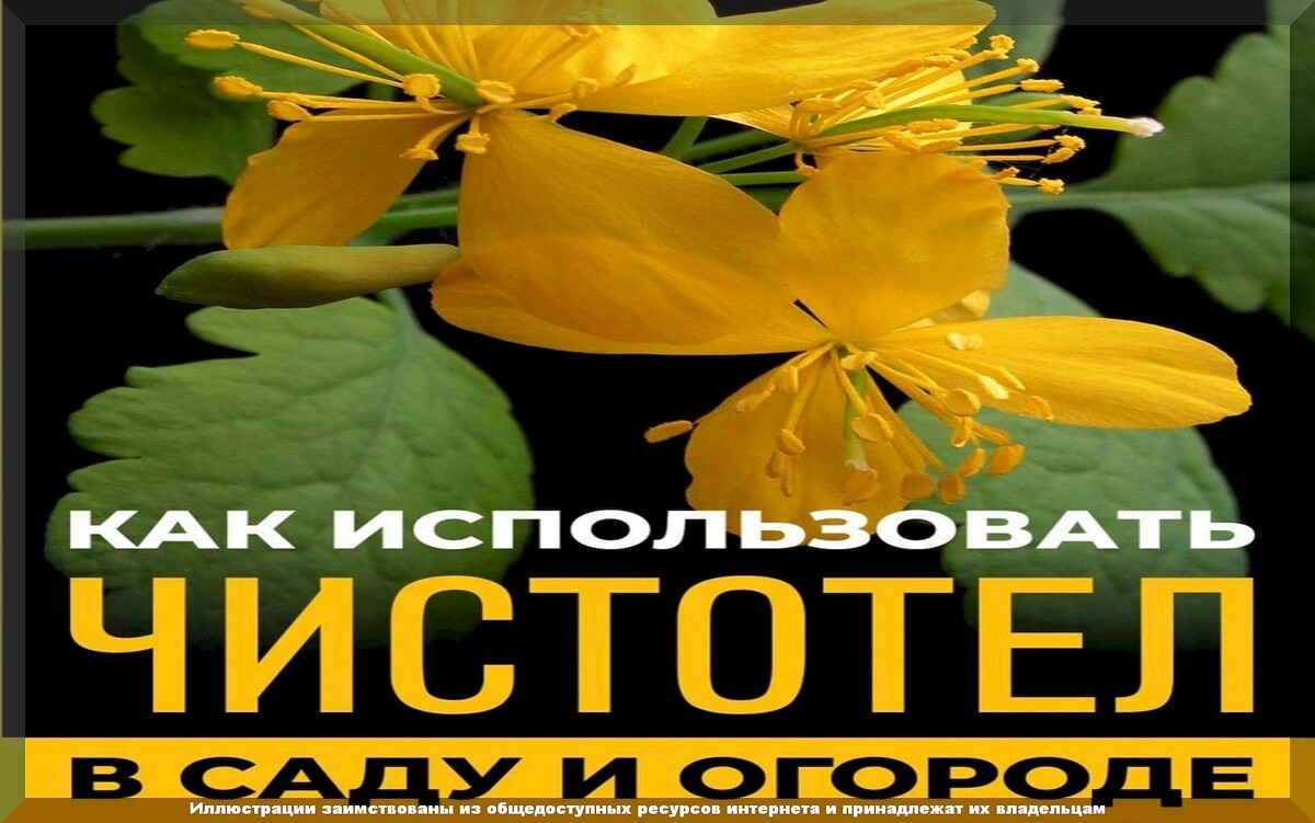 Чистотел - защитник сада и огорода от болезней и вредителей: как правильно  применять чистотел для борьбы с вредителями и болезнями растений | Дачные  истории | Дзен