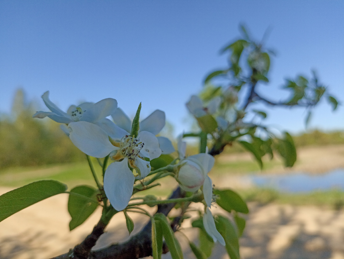 Цветение дикой груши у лесного озера