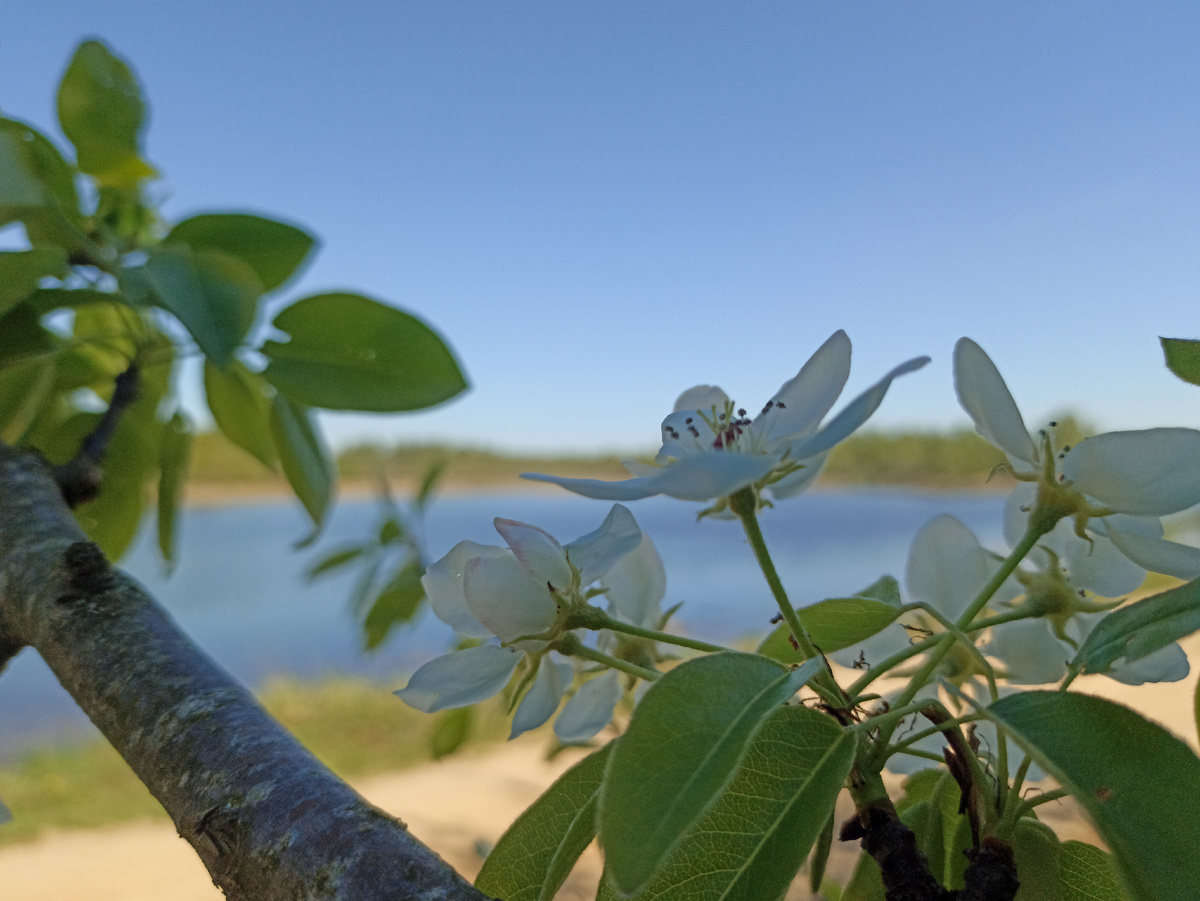 Цветение дикой груши у лесного озера. Листайте галерею