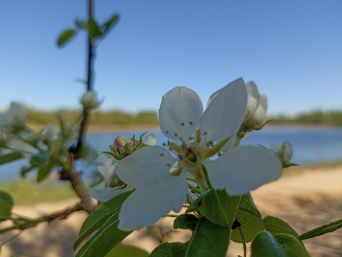 Цветение дикой груши у лесного озера