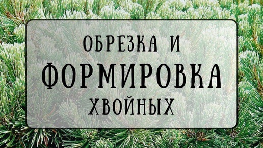 Обрезка и Формировка Хвойных. Как создать красивые и пышные кусты у себя на участке