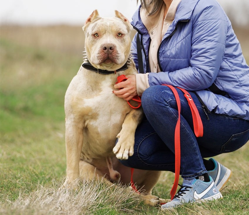 Американский булли Кинг