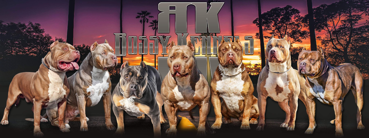 Собаки питомника BOSSY KENNELS (США)