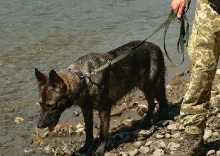    На Украине усилили контроль на границе с Евросоюзом для исключения бегства от мобилизации