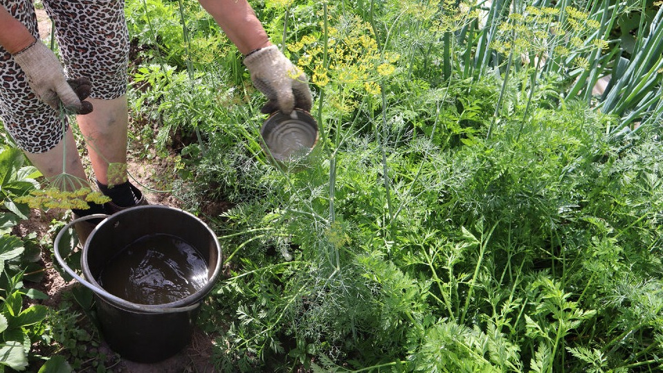 Помните, морковь в июле не должна получать много азота, иначе ее вкус испортится: плоды станут несладкими и могут потрескаться.