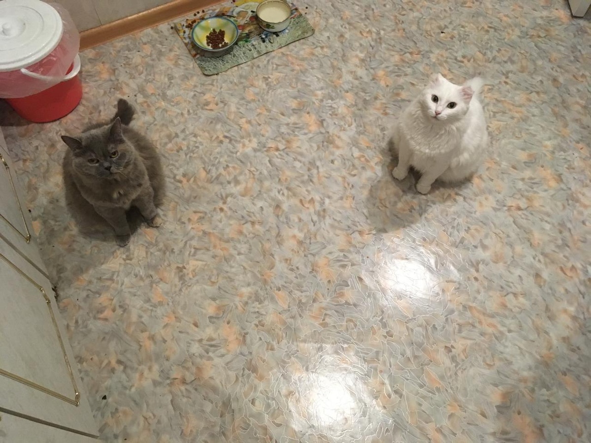 Шерстяные иждивенцы, требующие внимания не меньше, чем маленький ребенок.