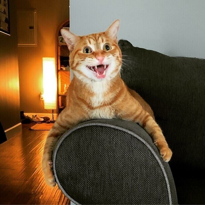 Рыжий чудик. (Источник: boredpanda.com)