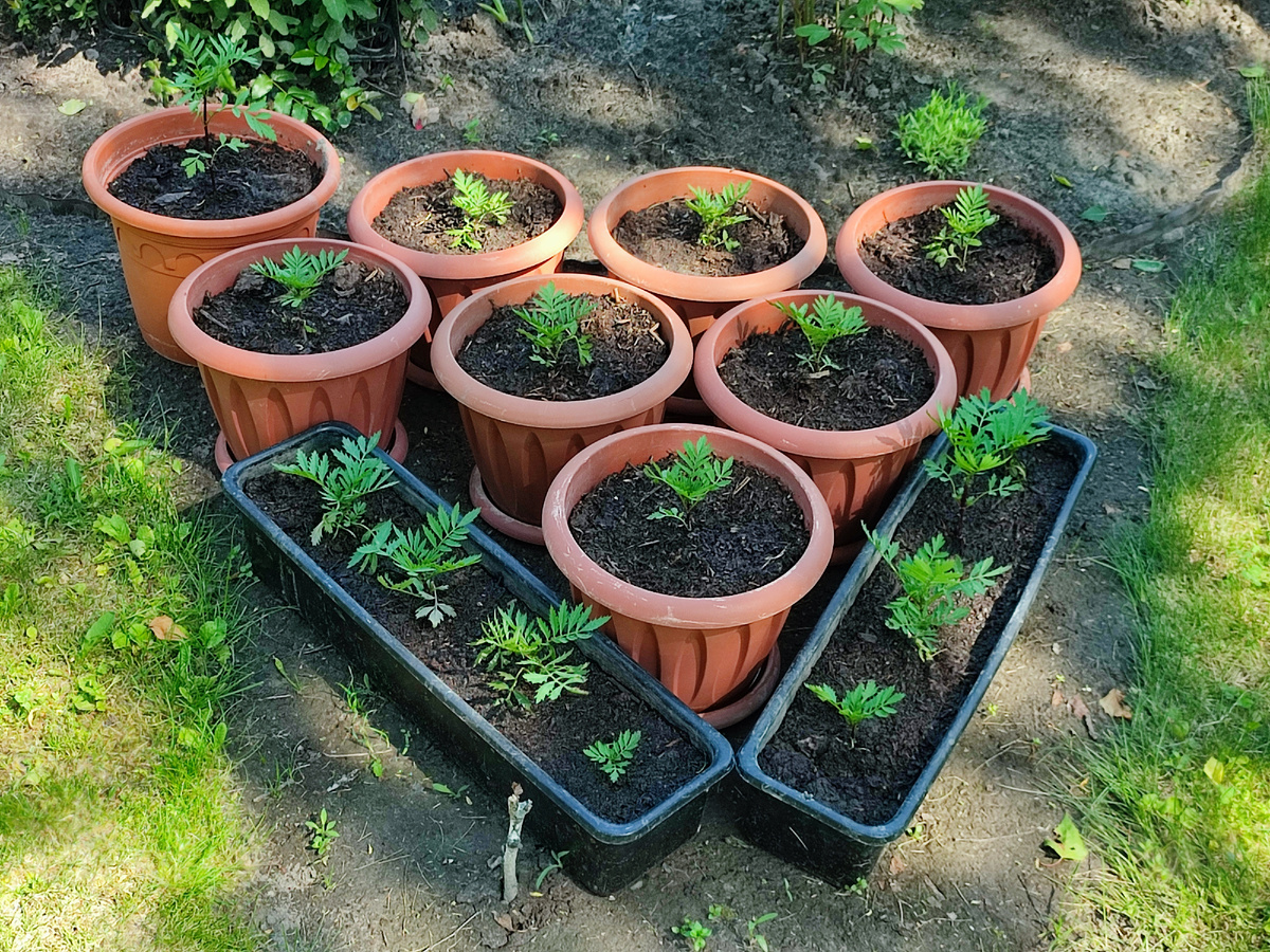 Мобильный отряд бархатцев к скачкам по даче готов!