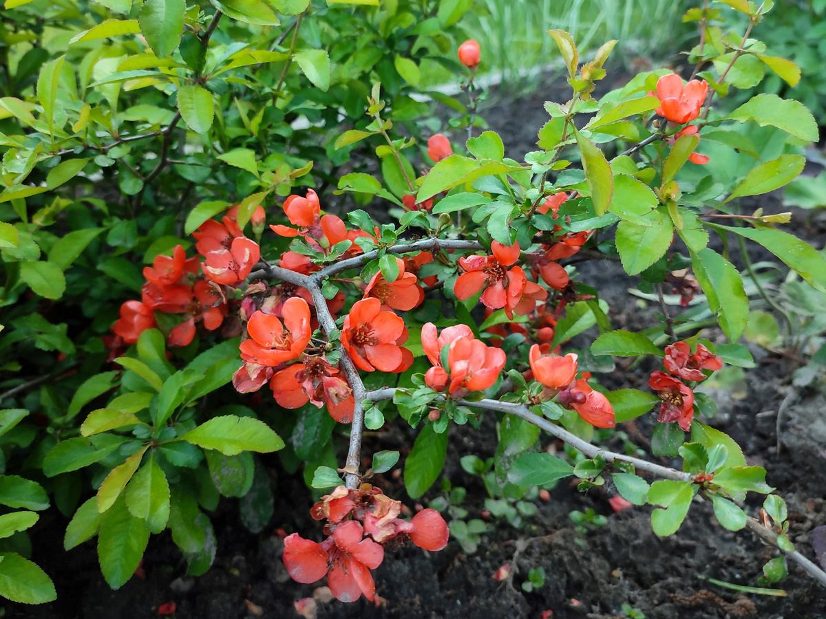 Экзотическая айва японская. Одна ветка 😄 