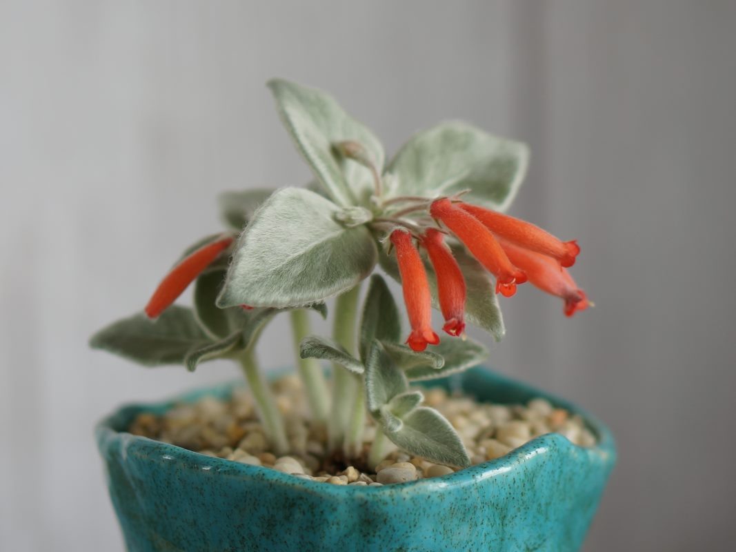 Синнингия беловолосая в моем горшке