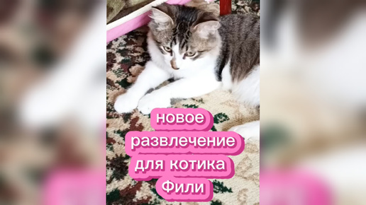 Новое развлечение для котика Фили.