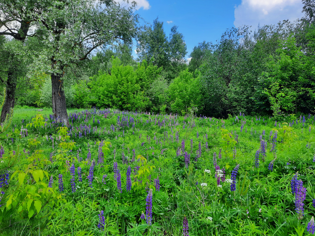 Люпины среди лесной травы! Фото автора.