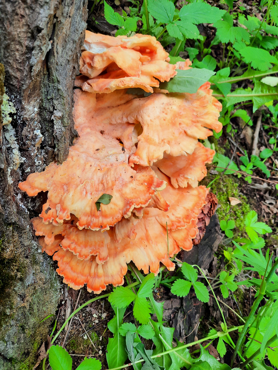 Трутовики серно-жёлтые уже переростки. Фото автора.