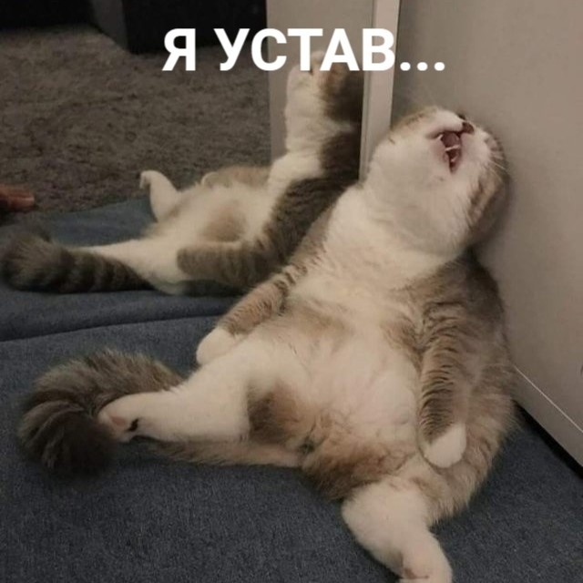 УСТАВший разбираться в законодательстве НКО котик. Но ничего, мы поможем разобраться! 
