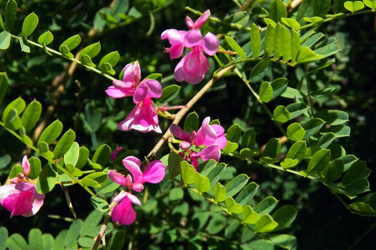 Индигофер Жерара (Indigofera gerardiana). Фото: Денис Полевой 
