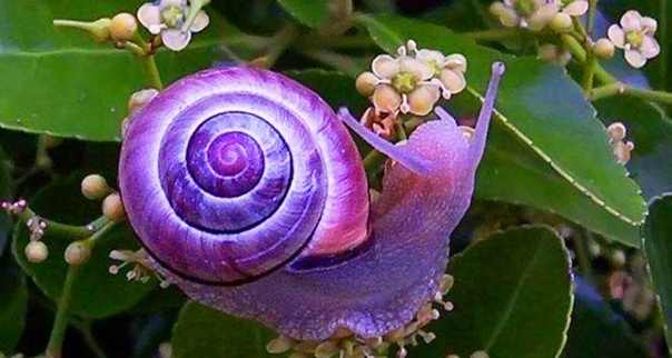 Улитка-багрянка 