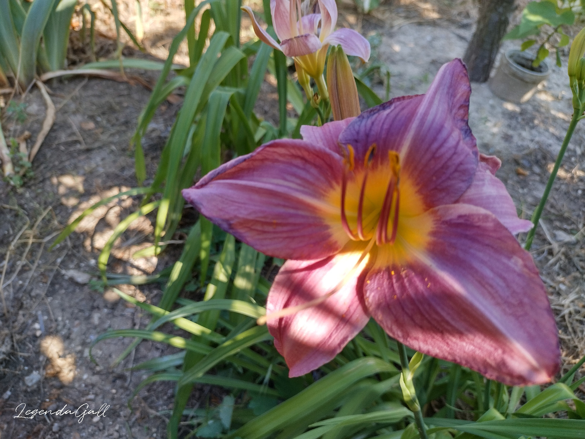 Второй лилейник расцвел