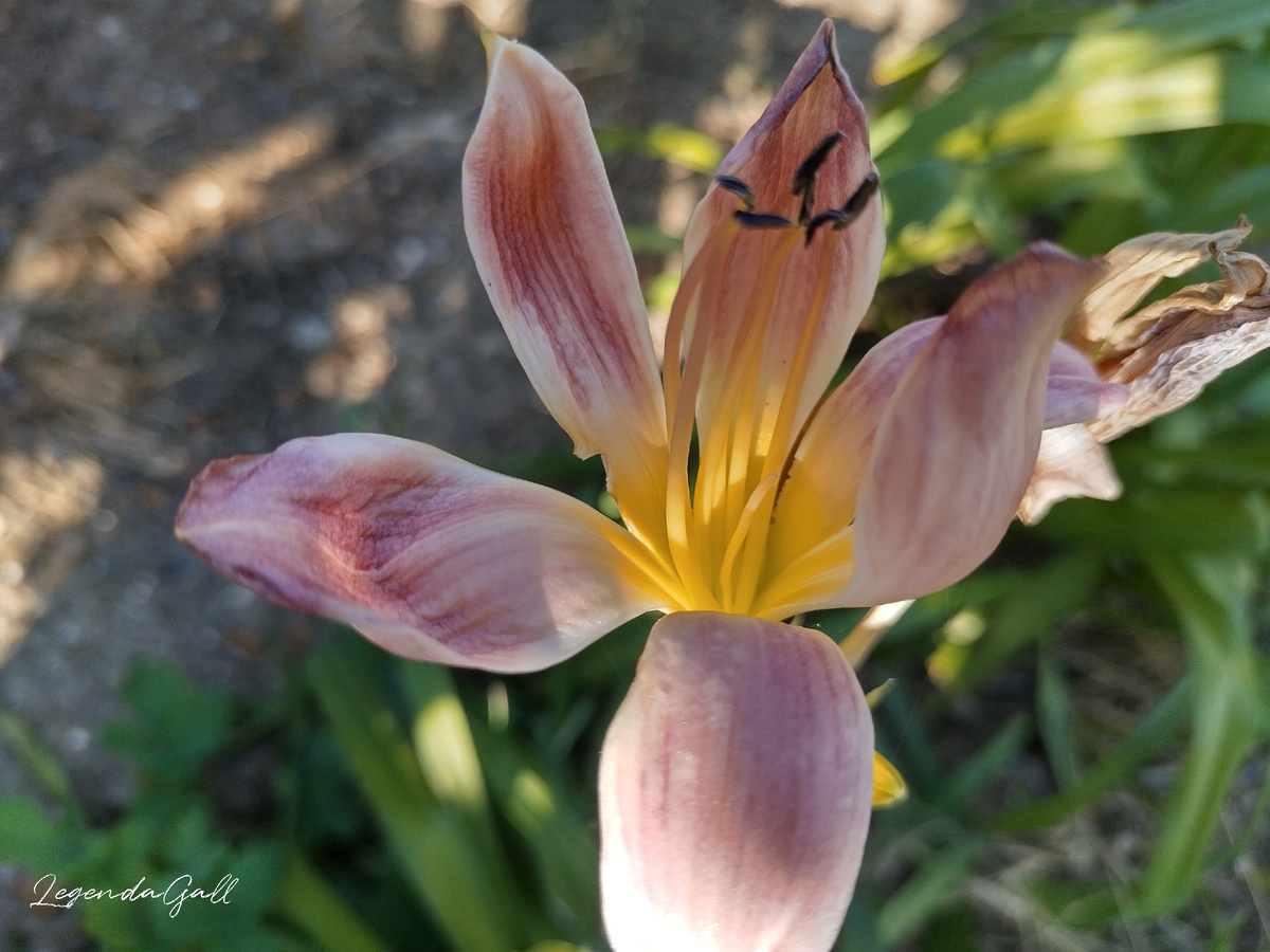 А одному цветку краски не хватило, он розовым остался...