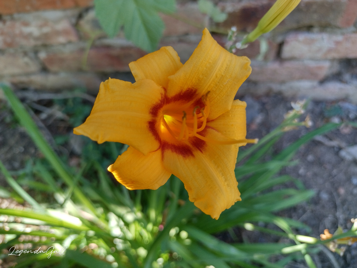 Это предпоследний цветочек на первом кустике