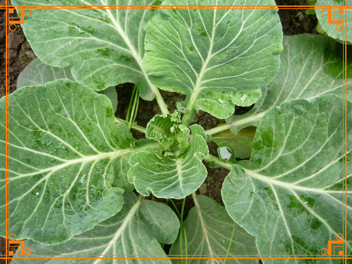 Фото из Интернета. Почему не завязываются кочаны на капусте