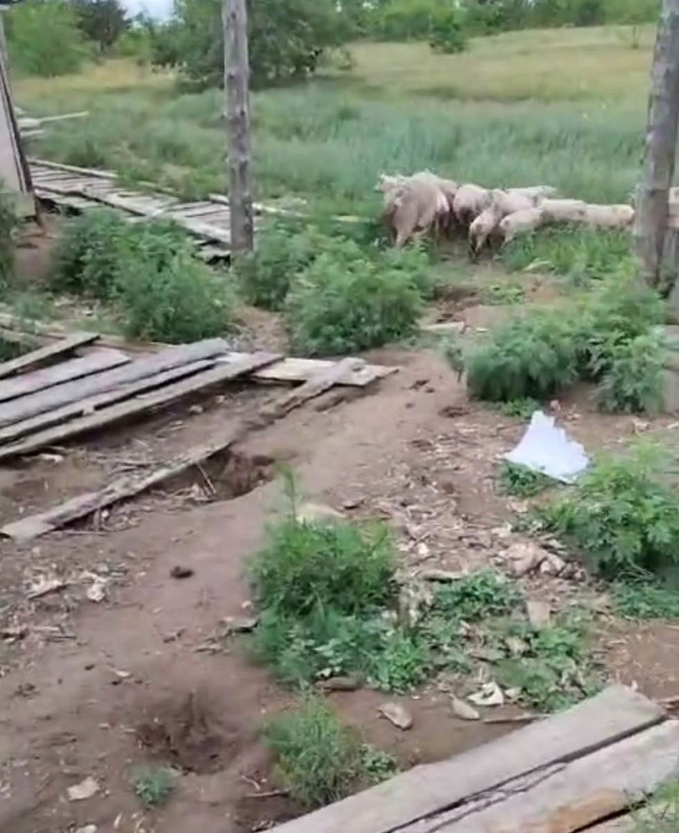 Наши гости)))