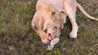 Зовем львов! Бегут за конфетами рыжие кошки! Радуга над Тайганом и дождь над нами!