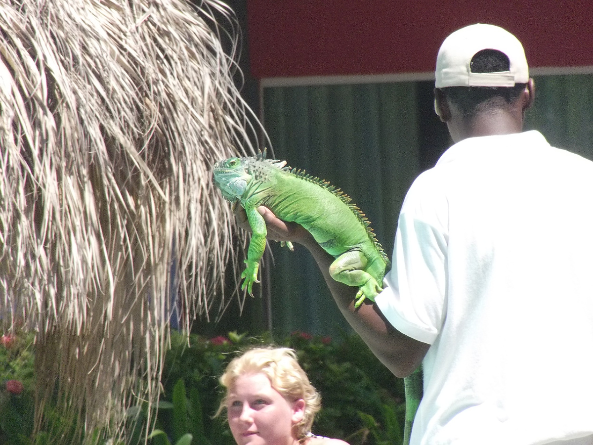 Мужчина предлагал сфотографироваться с этой ящерицей на территории отеля