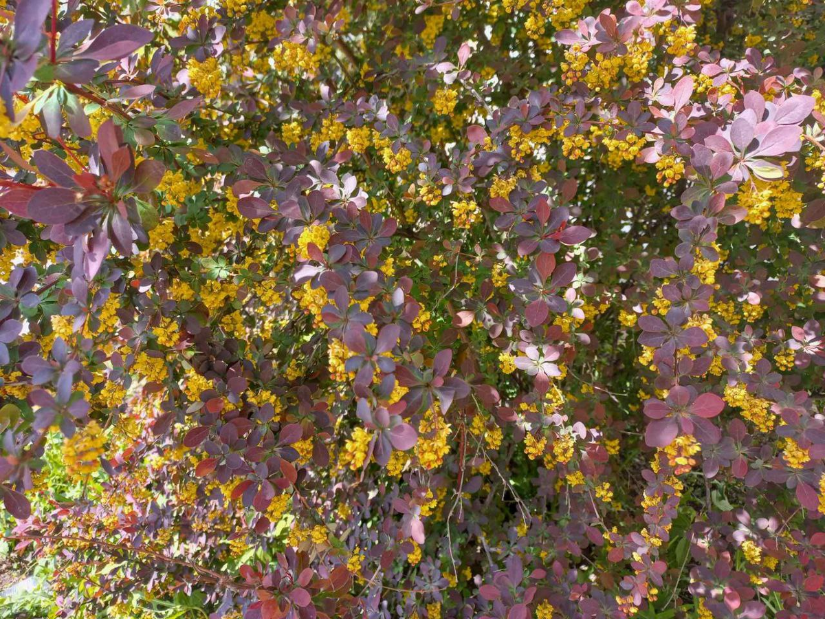 Фото автора.