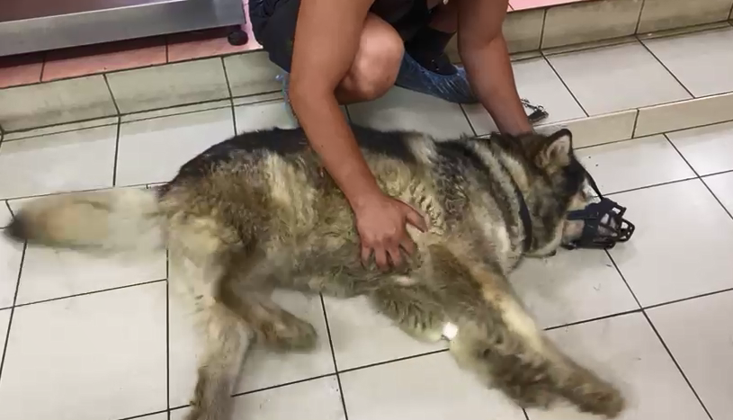 Хару во время приступа