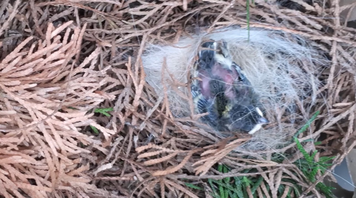 Импровизированное гнездо для найденыша. Собачий подшерсток пригодился, в нем было очень тепло птенцу)