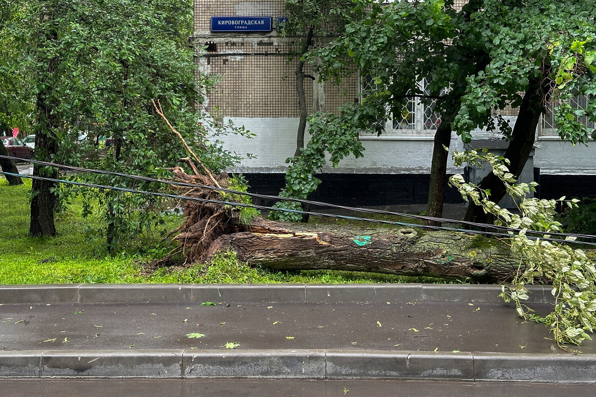 Сотни поваленных деревьев и 18 человек в больнице: на Москву обрушились  ураган, смерч и мегаливень | Газета.Ru | Дзен