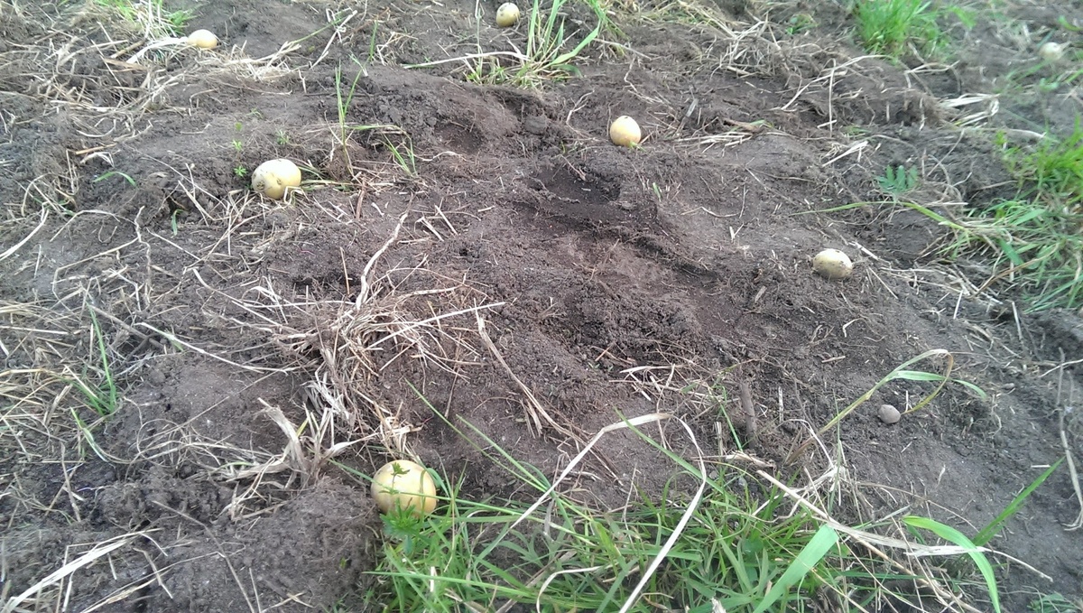 Выращивание картошки под сеном. Фото Светы Давыдовой