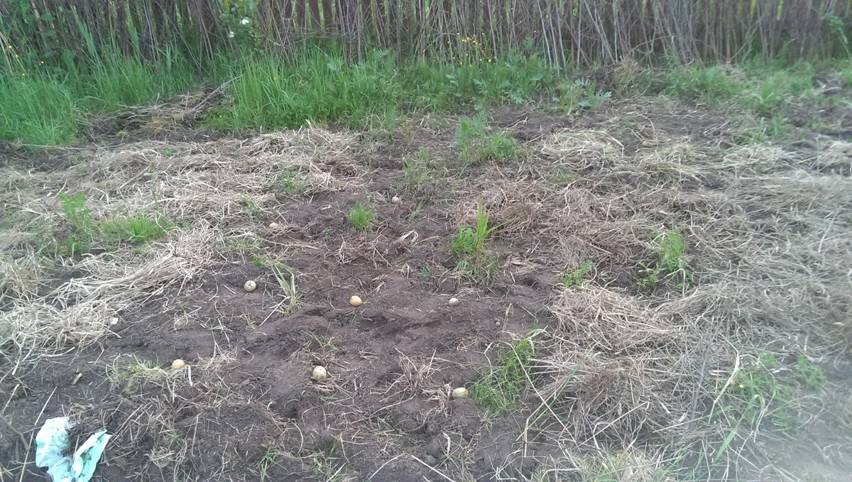 Выращивание картошки под сеном. Фото Светы Давыдовой