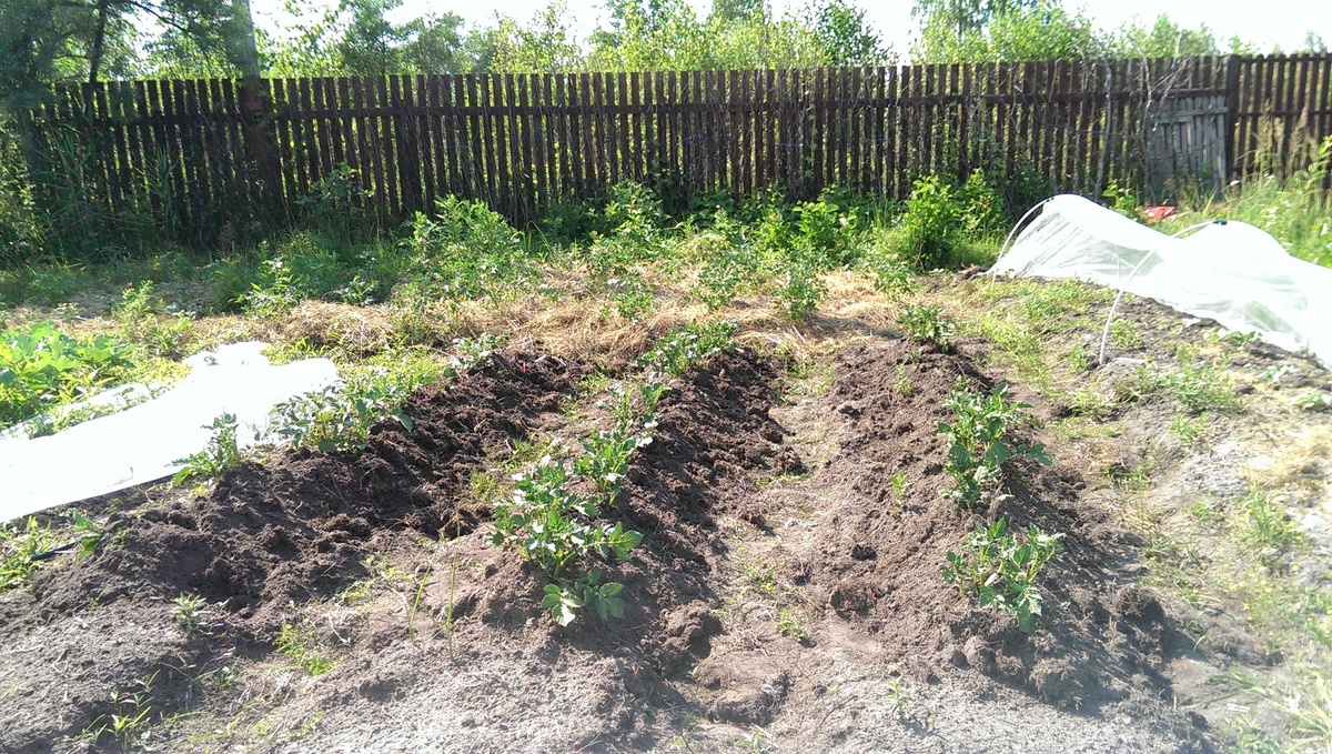 Выращивание картошки под сеном. Фото Светы Давыдовой