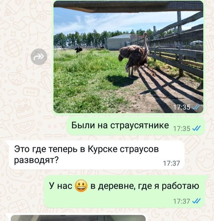 Скрин переписки