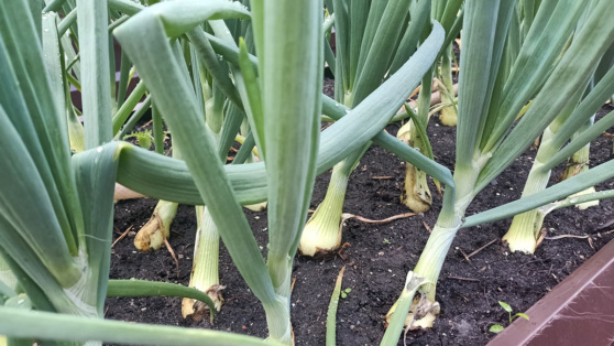    Для крупного и сочного урожая: чем подкормить лук в июне Татьяна Сидорова
