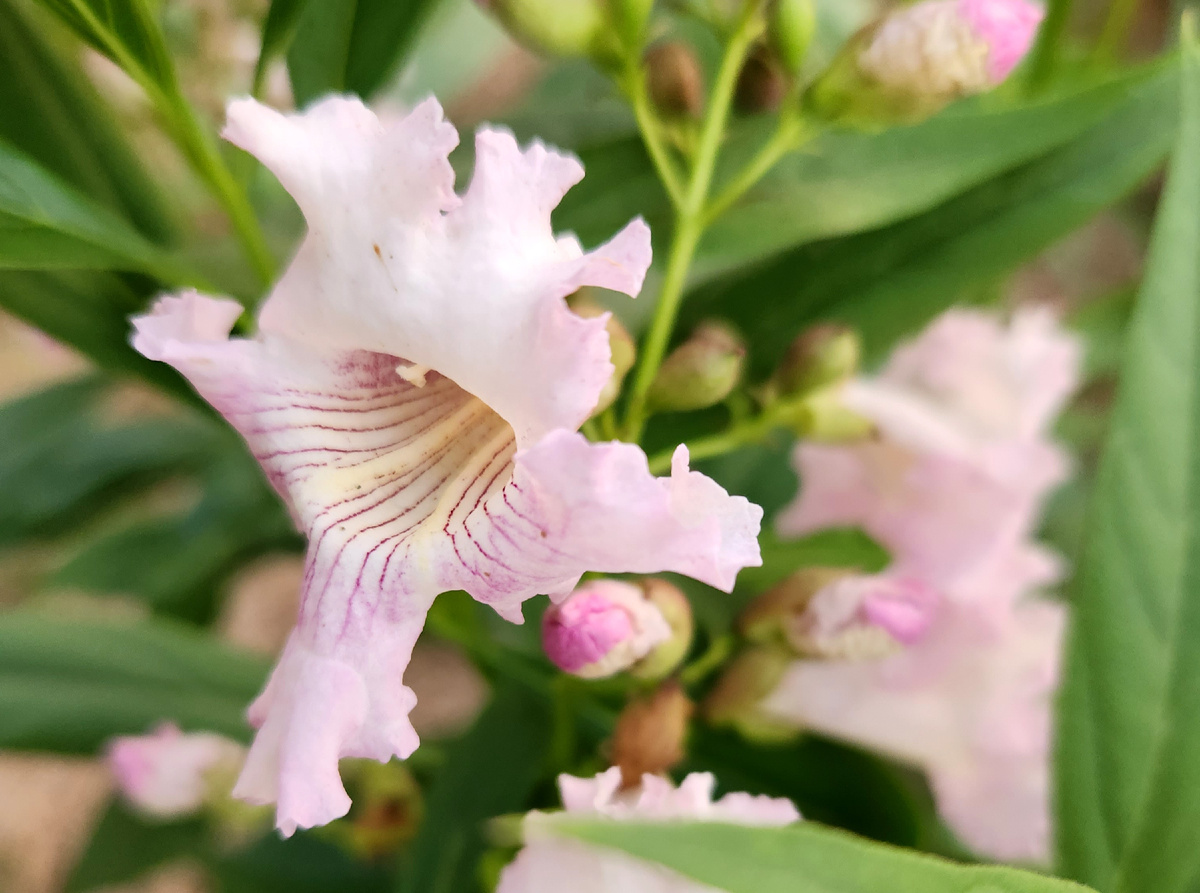 Chitalpa tashkentensis