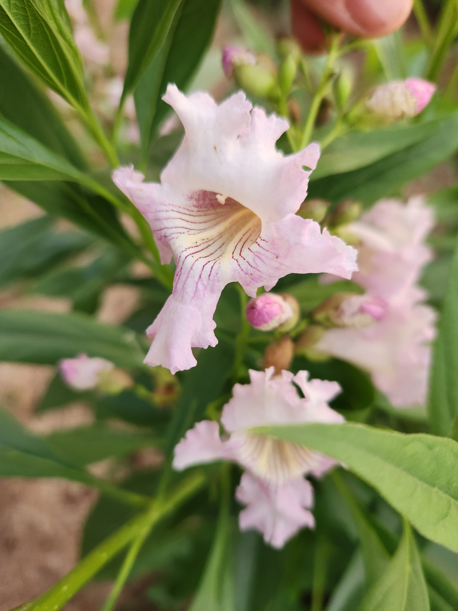 Chitalpa tashkentensis