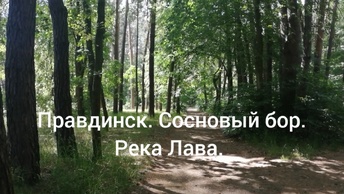 Правдинск. Сосновый бор. Река Лава. Лето 2024.